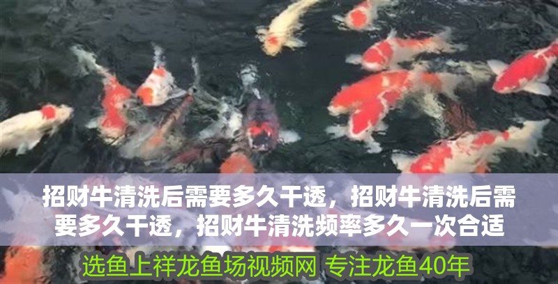 招財牛清洗后需要多久干透，招財牛清洗后需要多久干透，招財牛清洗頻率多久一次合適