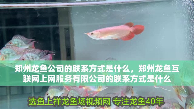 鄭州龍魚公司的聯系方式是什么，鄭州龍魚互聯網上網服務有限公司的聯系方式是什么