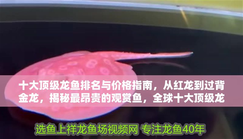 十大頂級龍魚排名與價格指南，從紅龍到過背金龍，揭秘最昂貴的觀賞魚，全球十大頂級龍魚排行榜，從紅龍到過背金龍的珍稀品種與天價揭秘