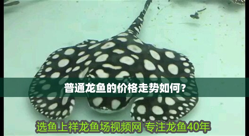 普通龍魚的價格走勢如何？