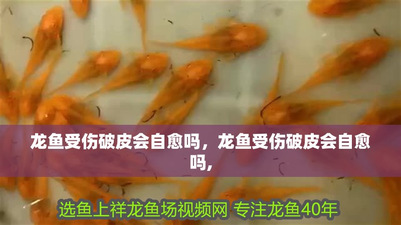 龍魚受傷破皮會自愈嗎，龍魚受傷破皮會自愈嗎,