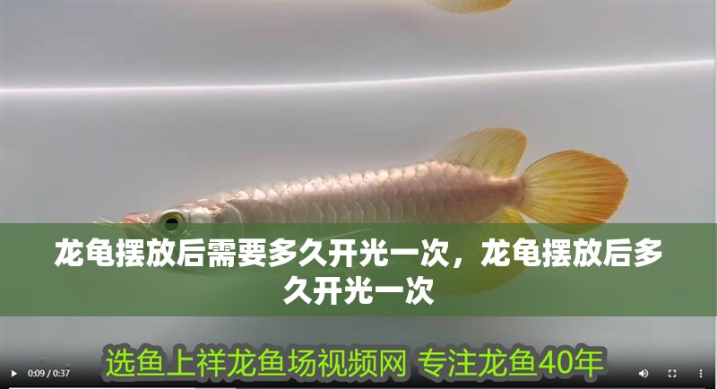 龍龜擺放后需要多久開光一次，龍龜擺放后多久開光一次