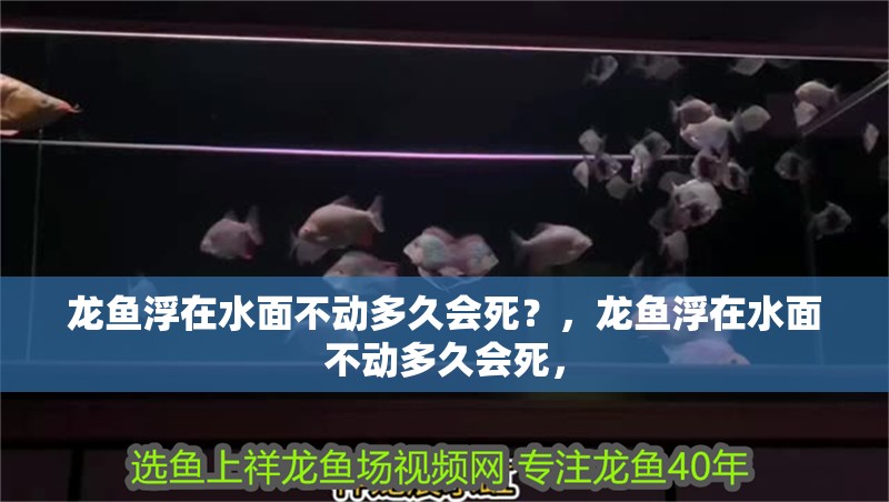 龍魚浮在水面不動多久會死？，龍魚浮在水面不動多久會死，