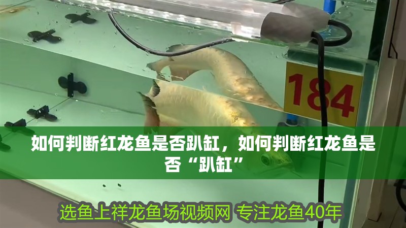 如何判斷紅龍魚是否趴缸，如何判斷紅龍魚是否“趴缸”