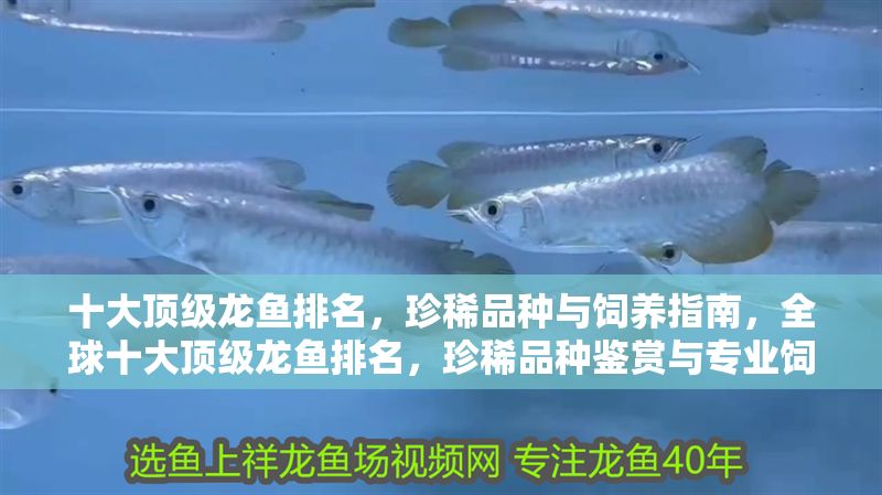 十大頂級龍魚排名，珍稀品種與飼養指南，全球十大頂級龍魚排名，珍稀品種鑒賞與專業飼養指南