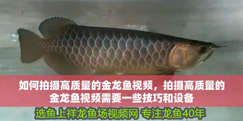如何拍攝高質(zhì)量的金龍魚視頻，拍攝高質(zhì)量的金龍魚視頻需要一些技巧和設(shè)備 如何拍攝高質(zhì)量的金龍魚視頻，拍攝高質(zhì)量的金龍魚視頻需要一些技巧和設(shè)備 龍魚百科