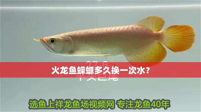 火龍魚蠑螈多久換一次水？ 火龍魚蠑螈多久換一次水？ 龍魚百科