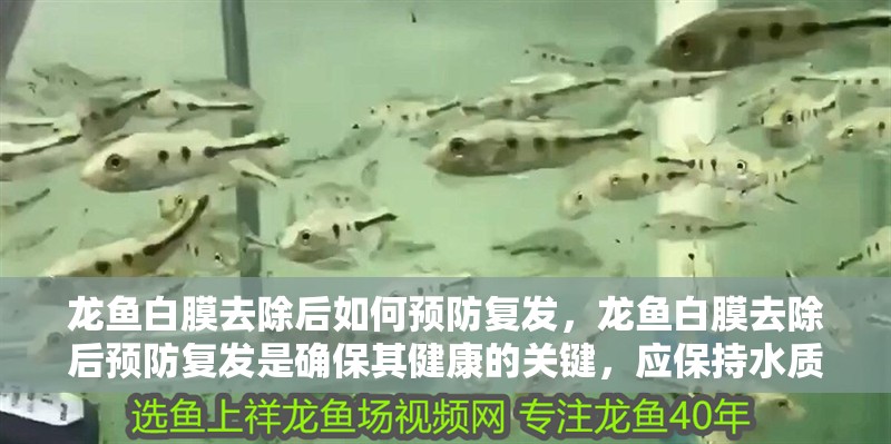 龍魚白膜去除后如何預防復發，龍魚白膜去除后預防復發是確保其健康的關鍵，應保持水質清潔 龍魚白膜去除后如何預防復發，龍魚白膜去除后預防復發是確保其健康的關鍵，應保持水質清潔 龍魚百科
