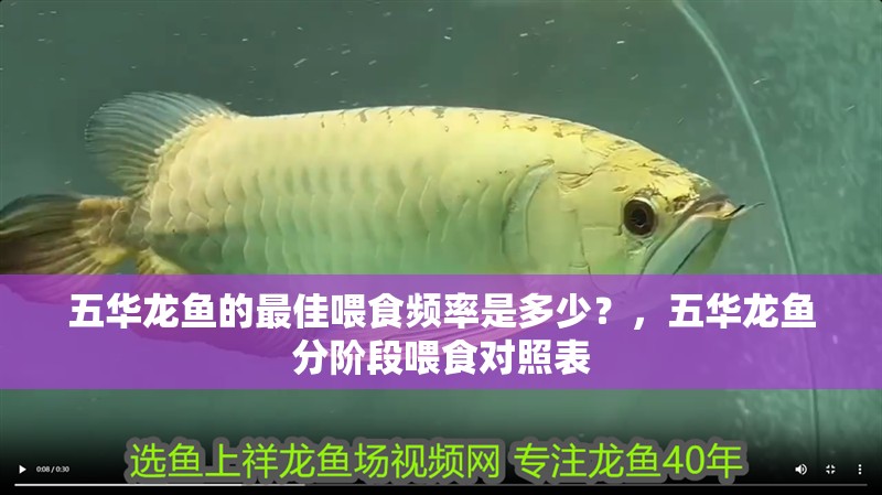詳細(xì)閱讀:五華龍魚的最佳喂食頻率是多少?,五華龍魚分階段喂食對照表 五華龍魚的最佳喂食頻率是多少?,五華龍魚分階段喂食對照表