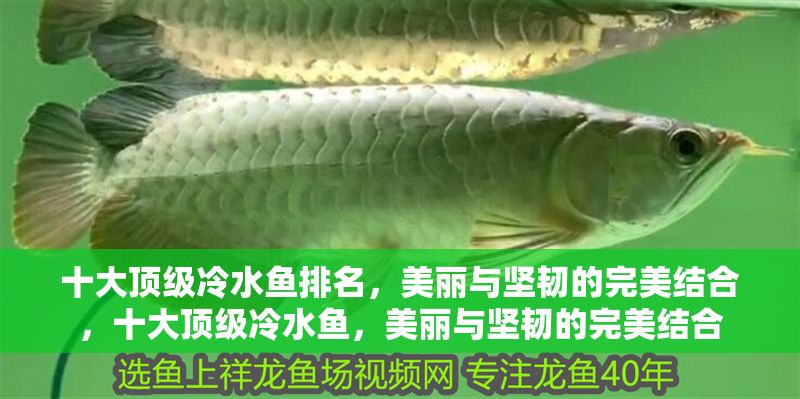 十大頂級(jí)冷水魚排名，美麗與堅(jiān)韌的完美結(jié)合，十大頂級(jí)冷水魚，美麗與堅(jiān)韌的完美結(jié)合