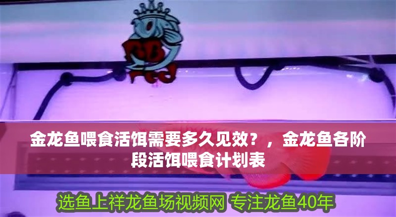 金龍魚(yú)喂食活餌需要多久見(jiàn)效？，金龍魚(yú)各階段活餌喂食計(jì)劃表