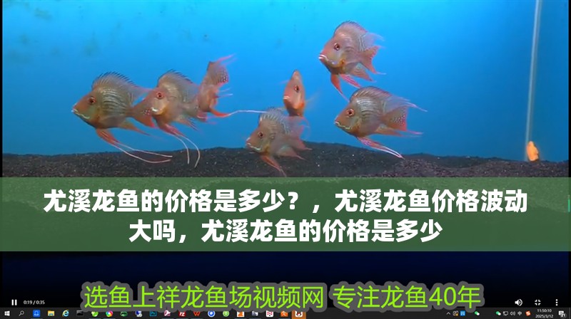 尤溪龍魚的價格是多少？，尤溪龍魚價格波動大嗎，尤溪龍魚的價格是多少