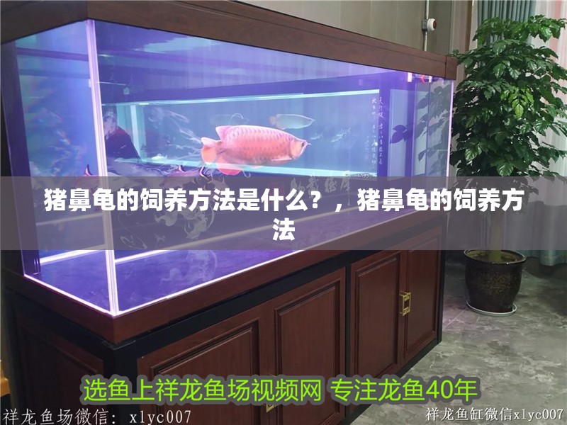 豬鼻龜?shù)娘曫B(yǎng)方法是什么？，豬鼻龜?shù)娘曫B(yǎng)方法 豬鼻龜?shù)娘曫B(yǎng)方法是什么？，豬鼻龜?shù)娘曫B(yǎng)方法 龍魚百科