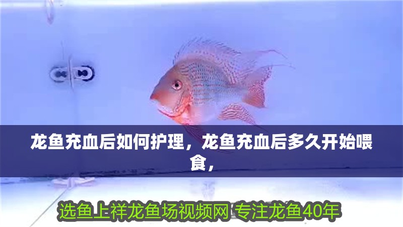 詳細閱讀:龍魚充血后如何護理,龍魚充血后多久開始喂食, 龍魚充血后如何護理,龍魚充血后多久開始喂食,