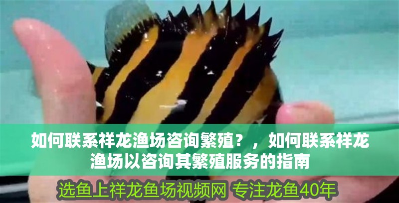 詳細閱讀:如何聯系祥龍漁場咨詢繁殖?,如何聯系祥龍漁場以咨詢其繁殖服務的指南 如何聯系祥龍漁場咨詢繁殖?,如何聯系祥龍漁場以咨詢其繁殖服務的指南