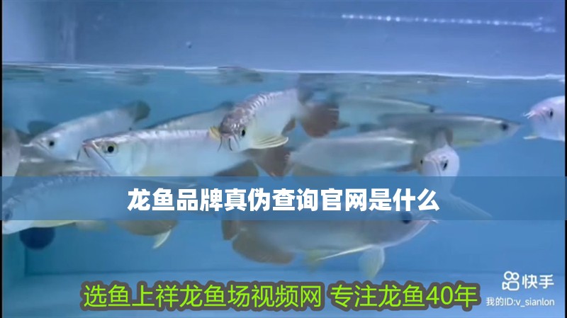 龍魚品牌真?zhèn)尾樵児倬W(wǎng)是什么 龍魚品牌真?zhèn)尾樵児倬W(wǎng)是什么 龍魚百科