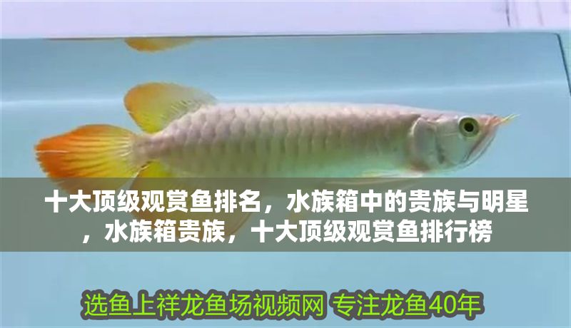 十大頂級觀賞魚排名，水族箱中的貴族與明星，水族箱貴族，十大頂級觀賞魚排行榜