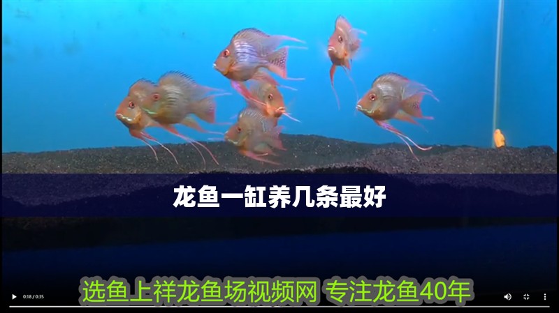龍魚一缸養幾條最好 龍魚一缸養幾條最好 龍魚百科