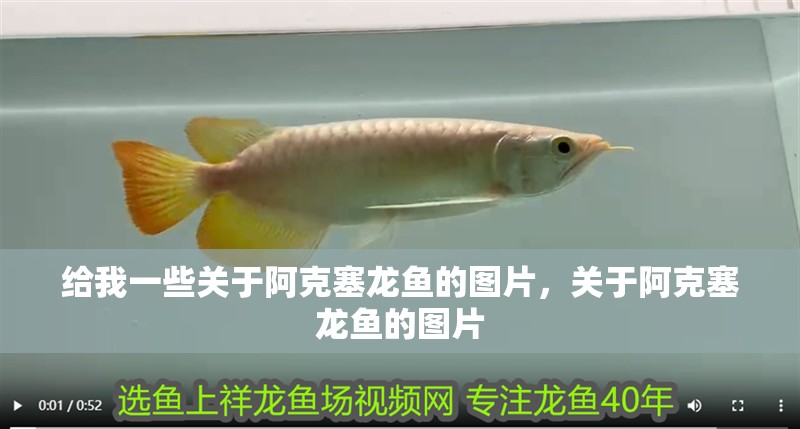 紅金龍魚有哪些常見疾病 紅金龍魚有哪些常見疾病 龍魚百科