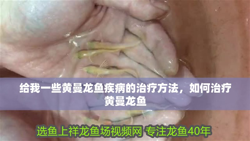 給我一些黃曼龍魚疾病的治療方法，如何治療黃曼龍魚 給我一些黃曼龍魚疾病的治療方法，如何治療黃曼龍魚 龍魚百科