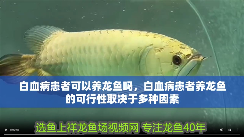 白血病患者可以養龍魚嗎，白血病患者養龍魚的可行性取決于多種因素 白血病患者可以養龍魚嗎，白血病患者養龍魚的可行性取決于多種因素 龍魚百科