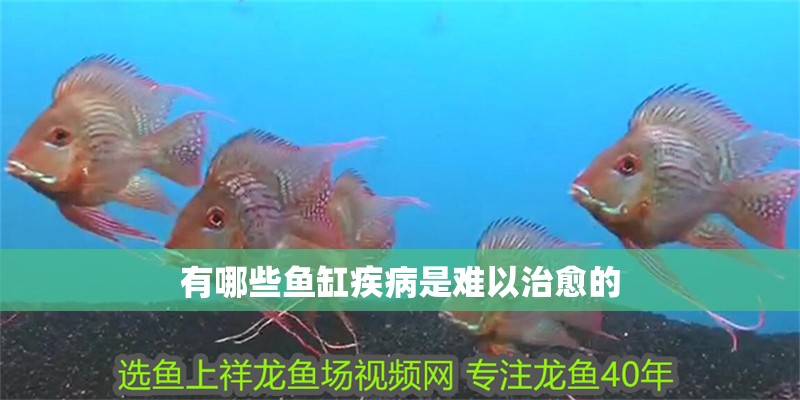 有哪些魚缸疾病是難以治愈的 有哪些魚缸疾病是難以治愈的 龍魚百科