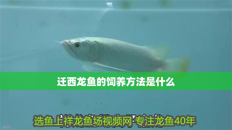 遷西龍魚的飼養方法是什么 遷西龍魚的飼養方法是什么 龍魚百科