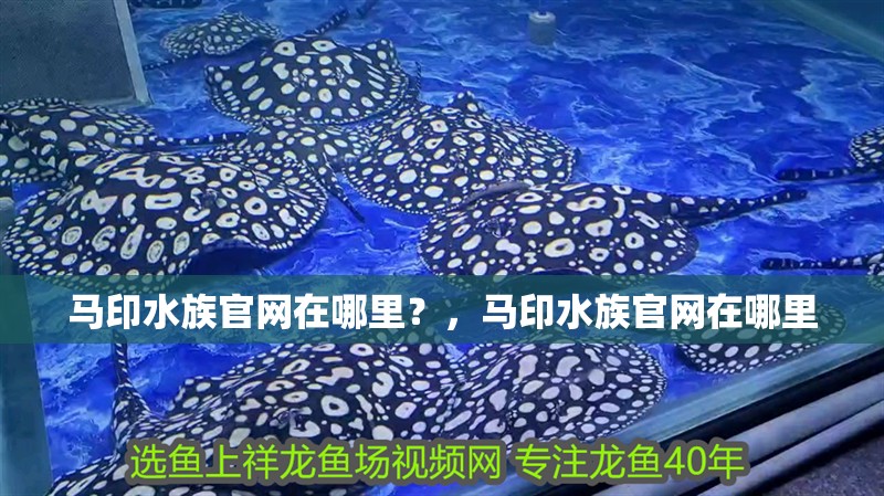 馬印水族官網(wǎng)在哪里？，馬印水族官網(wǎng)在哪里 馬印水族官網(wǎng)在哪里？，馬印水族官網(wǎng)在哪里 龍魚百科