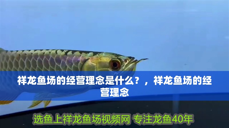 祥龍魚場的經營理念是什么？，祥龍魚場的經營理念 祥龍魚場的經營理念是什么？，祥龍魚場的經營理念 龍魚百科