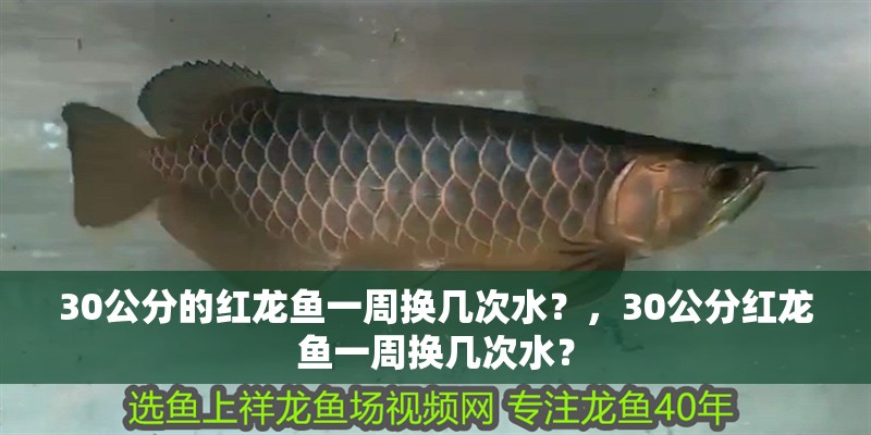 30公分的紅龍魚一周換幾次水？，30公分紅龍魚一周換幾次水？