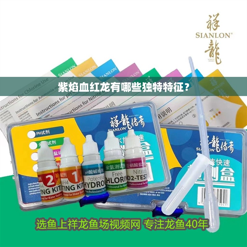 紫焰血紅龍有哪些獨特特征？