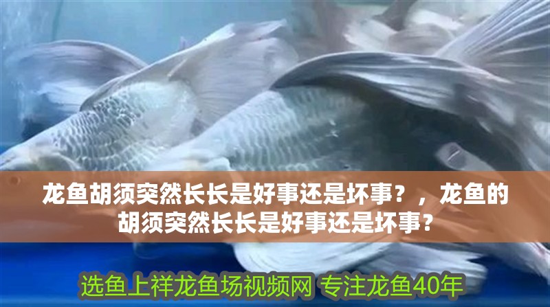 龍魚胡須突然長長是好事還是壞事？，龍魚的胡須突然長長是好事還是壞事？ 龍魚胡須突然長長是好事還是壞事？，龍魚的胡須突然長長是好事還是壞事？ 龍魚百科