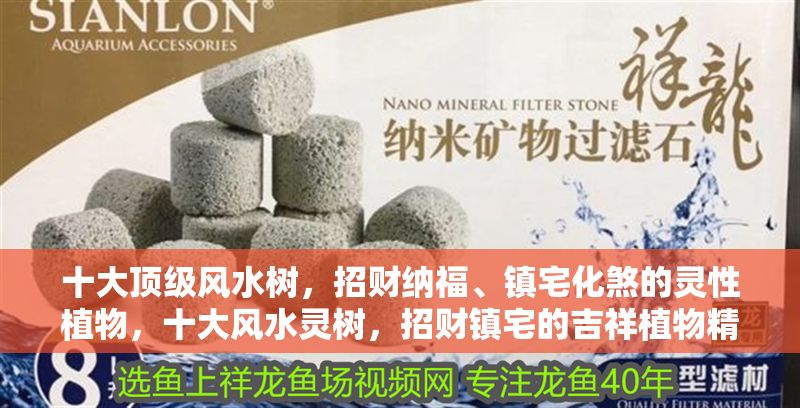 十大頂級風水樹，招財納福、鎮(zhèn)宅化煞的靈性植物，十大風水靈樹，招財鎮(zhèn)宅的吉祥植物精選