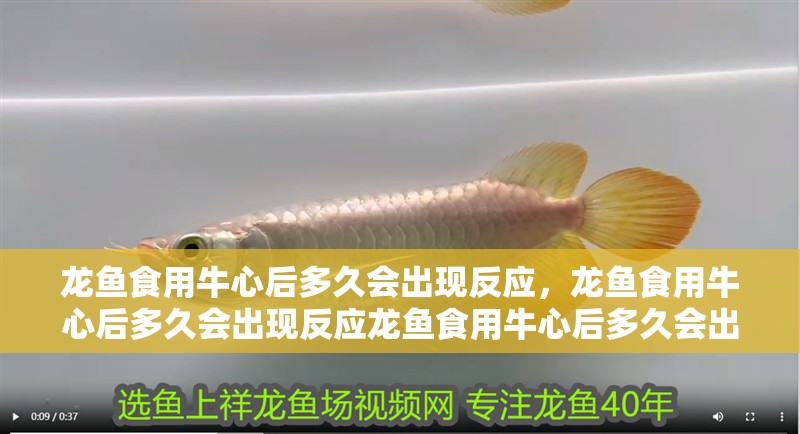 龍魚食用牛心后多久會出現反應，龍魚食用牛心后多久會出現反應龍魚食用牛心后多久會出現反應 龍魚食用牛心后多久會出現反應，龍魚食用牛心后多久會出現反應龍魚食用牛心后多久會出現反應 龍魚百科