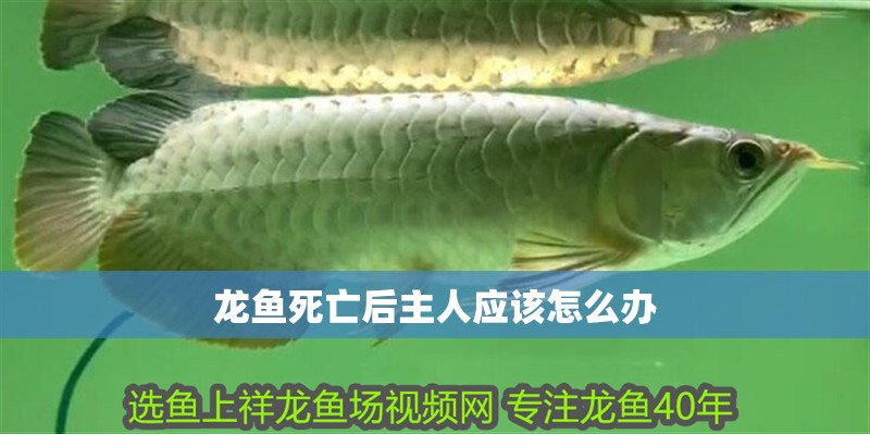龍魚死亡后主人應該怎么辦 龍魚死亡后主人應該怎么辦 龍魚百科