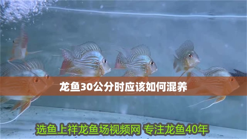 龍魚30公分時應該如何混養 龍魚30公分時應該如何混養 龍魚百科