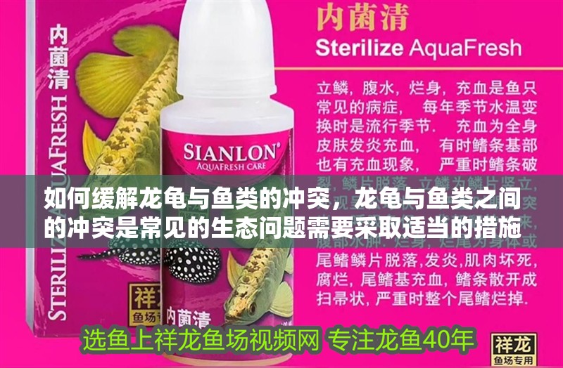 如何緩解龍龜與魚類的沖突，龍龜與魚類之間的沖突是常見的生態問題需要采取適當的措施來緩解 如何緩解龍龜與魚類的沖突，龍龜與魚類之間的沖突是常見的生態問題需要采取適當的措施來緩解 龍魚百科