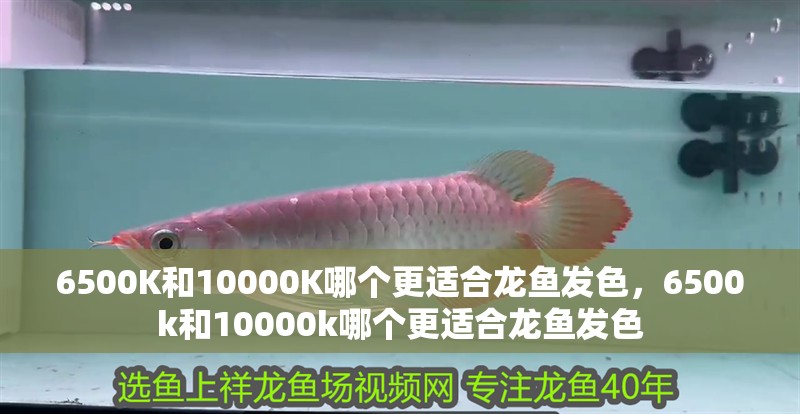 6500K和10000K哪個(gè)更適合龍魚發(fā)色，6500k和10000k哪個(gè)更適合龍魚發(fā)色
