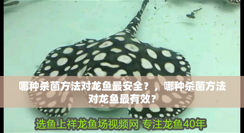 哪種殺菌方法對龍魚最安全？，哪種殺菌方法對龍魚最有效？ 哪種殺菌方法對龍魚最安全？，哪種殺菌方法對龍魚最有效？ 龍魚百科