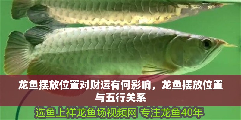 龍魚擺放位置對財運有何影響，龍魚擺放位置與五行關系 龍魚擺放位置對財運有何影響，龍魚擺放位置與五行關系 龍魚百科