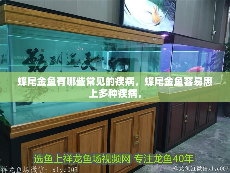 蝶尾金魚有哪些常見的疾病，蝶尾金魚容易患上多種疾病， 蝶尾金魚有哪些常見的疾病，蝶尾金魚容易患上多種疾病， 龍魚百科