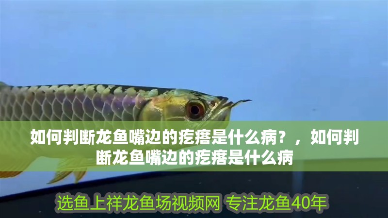 如何判斷龍魚嘴邊的疙瘩是什么病？，如何判斷龍魚嘴邊的疙瘩是什么病