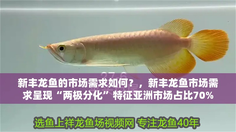 新豐龍魚的市場需求如何？，新豐龍魚市場需求呈現“兩極分化”特征亞洲市場占比70% 新豐龍魚的市場需求如何？，新豐龍魚市場需求呈現“兩極分化”特征亞洲市場占比70% 龍魚百科