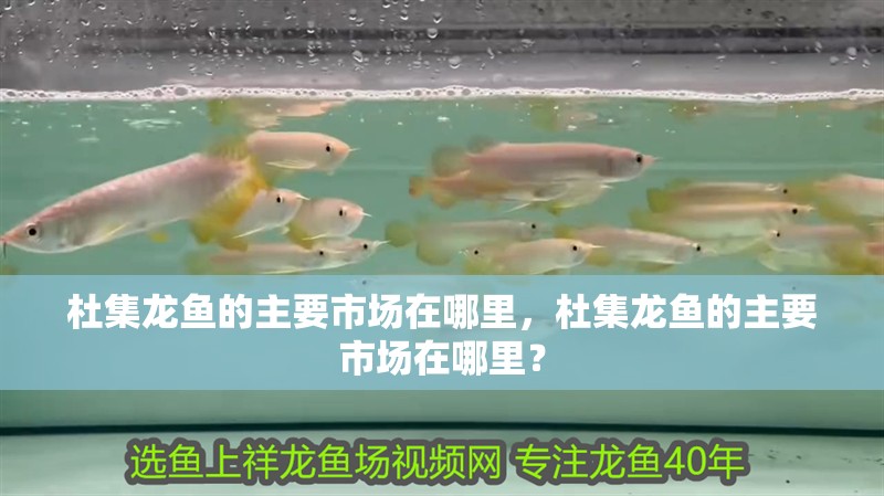 杜集龍魚的主要市場在哪里，杜集龍魚的主要市場在哪里？ 杜集龍魚的主要市場在哪里，杜集龍魚的主要市場在哪里？ 龍魚百科