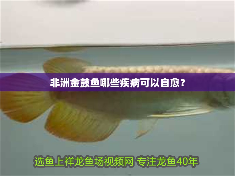非洲金鼓魚哪些疾病可以自愈？ 非洲金鼓魚哪些疾病可以自愈？ 龍魚百科