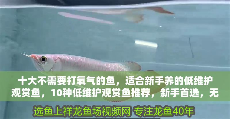 十大不需要打氧氣的魚，適合新手養的低維護觀賞魚，10種低維護觀賞魚推薦，新手首選，無需打氧也能養！