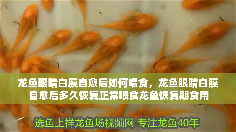 龍魚眼睛白膜自愈后如何喂食，龍魚眼睛白膜自愈后多久恢復正常喂食龍魚恢復期食用 龍魚眼睛白膜自愈后如何喂食，龍魚眼睛白膜自愈后多久恢復正常喂食龍魚恢復期食用 龍魚百科