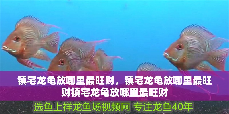 魚缸過濾器選購指南:自制魚缸過濾器魚缸上置過濾器對于養魚愛好者的必備知識 鎮宅龍龜放哪里最旺財,鎮宅龍龜放哪里最旺財鎮宅龍龜放哪里最旺財 龍魚百科 鎮宅龍龜放哪里最旺財,鎮宅龍龜放哪里最旺財鎮宅龍龜放哪里最旺財 鎮宅龍龜放哪里最旺財,鎮宅龍龜放哪里最旺財鎮宅龍龜放哪里最旺財 龍魚百科