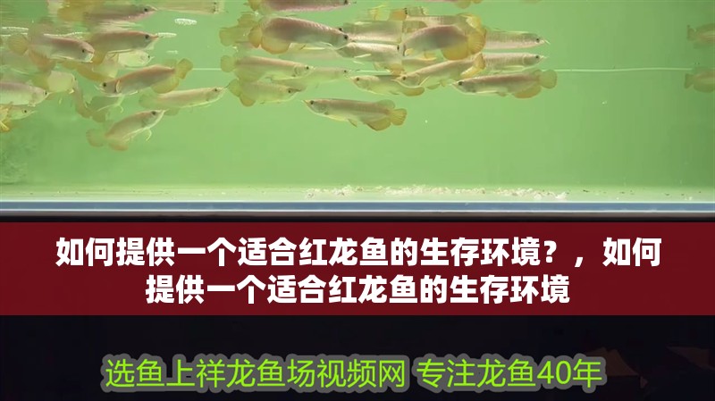 如何提供一個適合紅龍魚的生存環境？，如何提供一個適合紅龍魚的生存環境 如何提供一個適合紅龍魚的生存環境？，如何提供一個適合紅龍魚的生存環境 龍魚百科