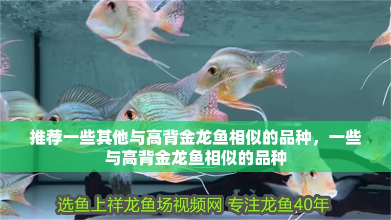 推薦一些其他與高背金龍魚相似的品種，一些與高背金龍魚相似的品種 推薦一些其他與高背金龍魚相似的品種，一些與高背金龍魚相似的品種 龍魚百科